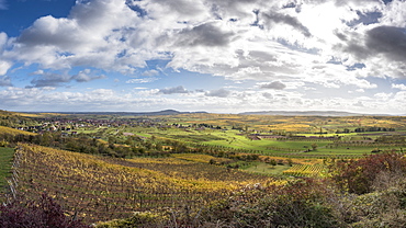 The Alsatian vineyard on the heights of Westhoffen, Bas-Rhin, France