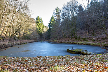 Frozen pond in a forest, winter, Moselle, France