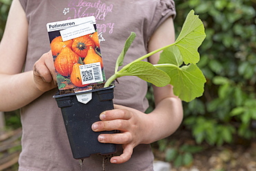 Plantation step by step of squashes by little girls