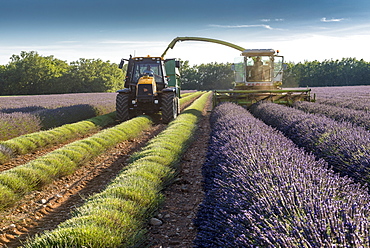 Harvest of lavandin, summer, Provence, France