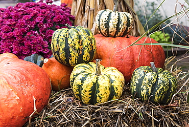 Pumpkin and pumpkin 'Patidou Sweet Dumpling' laid on straw for Halloween, Germany