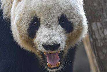 Giant Panda (Ailuropoda melanoleuca) yawning, Foping, Shanxii, China