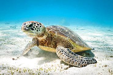 Green turtle (Chelonia mydas) feeding on algae. South lagoon. New Caledonia.