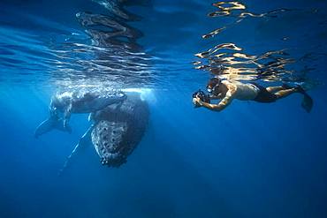 Photographer and humpback whale (Megaptera novaeangliae) with his young in the waters of the Mayotte lagoon.