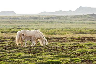 Icelandic pony mare and foal in the grass, Iceland