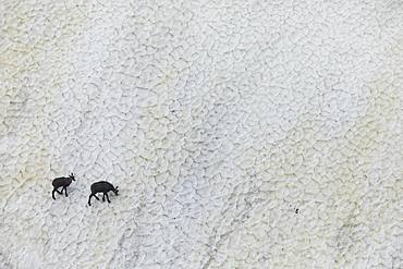 Chamois (Rupicapra rupicapra) on snow, Hohneck, Vosges, France