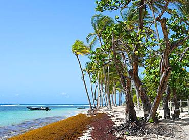 Club Med or Caravelle Beach affected by the arrival of a bench of Sargasso, municipality of Saint Anne, Guadeloupe, French West Indies