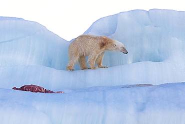 Polar bear (Ursus maritimus) with seal carcass on an iceberg, Wahlenbergfjord, Nordaustlandet, Spitzberg, Svalbard.