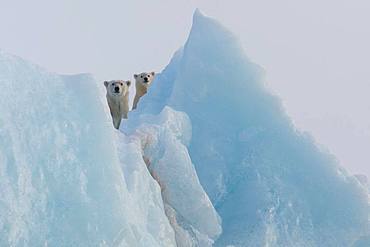 Polar bear (Ursus maritimus) female and cub on an iceberg, Wahlenbergfjord, Nordaustlandet, Spitzberg, Svalbard.