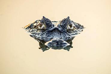 Yacare caiman (Caiman yacare), called jacare in Portuguese is a species of caiman found in central South America, Paraguay river, Pantanal wetlands, Mato Grosso, Brazil