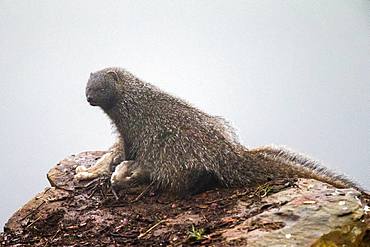 Egyptian mongoose (Herpestes ichneumon) with prey, Cordoba, Spain