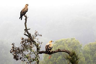 Spanish imperial eagle (Aquila adalberti) with prey on a branch, Cordoba, Spain