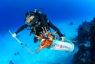 Scuba diver hunting the Invasive lionfish, alien species (Pterois volitans) caught to feed the crocodiles, Chinchorro Banks (Biosphere Reserve), Quintana Roo, Mexico