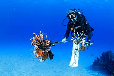 Scuba diver hunting the Invasive lionfish, alien species (Pterois volitans) caught to feed the crocodiles, Chinchorro Banks (Biosphere Reserve), Quintana Roo, Mexico