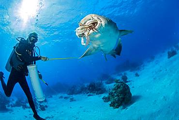 Nurse shark (Ginglymostoma cirratum), steal the fish from the diver, Chinchorro Banks (Biosphere Reserve), Quintana Roo, Mexico