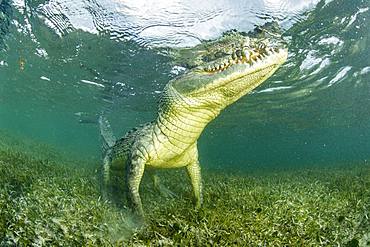 American crocodile (Crocodylus acutus), Chinchorro Banks (Biosphere Reserve), Quintana Roo, Mexico