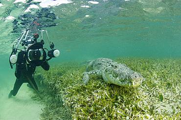 Free diver taking pictures of an American crocodile (Crocodylus acutus), Chinchorro Banks (Biosphere Reserve), Quintana Roo, Mexico