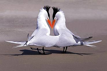 Royal tern (Thalasseus maximus), Courtship ritual, Magdalena Bay (Madelaine Bay), Puerto San Carlos, Baja California Sur, Mexico