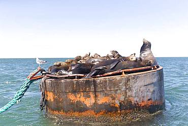 California sea lion ( Zalophus californianus), rests on buoy, Ojo de Liebre Lagoon (formerly known as Scammon's Lagoon), Guerrero Negro, Baja California Sur, Mexico