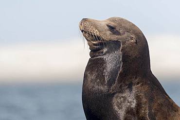 California sea lion ( Zalophus californianus), rests on buoy, Ojo de Liebre Lagoon (formerly known as Scammon's Lagoon), Guerrero Negro, Baja California Sur, Mexico