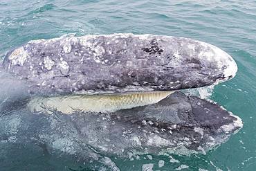 Gray Whale (Eschrichtius robustus), adult, mouth open behind the boat, Ojo de Liebre Lagoon (formerly known as Scammon's Lagoon), Guerrero Negro, Baja California Sur, Mexico