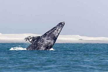 Gray Whale (Eschrichtius robustus), adult, breaching, Ojo de Liebre Lagoon (formerly known as Scammon's Lagoon), Guerrero Negro, Baja California Sur, Mexico