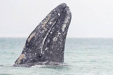 Gray Whale (Eschrichtius robustus), adult, spyhopping, Ojo de Liebre Lagoon (formerly known as Scammon's Lagoon), Guerrero Negro, Baja California Sur, Mexico