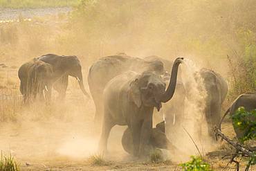 Asian or Asiatic elephant (Elephas maximus), dust bath, Jim Corbett National Park, Uttarakhand, India