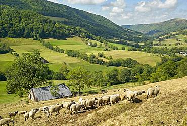 Flock of sheep and Pyrenean Mountain Dog in late summer, Valley of St. Paul Salers (Recusset), Monts du Cantal, Regional Natural Park of Auvergne Volcanoes, France