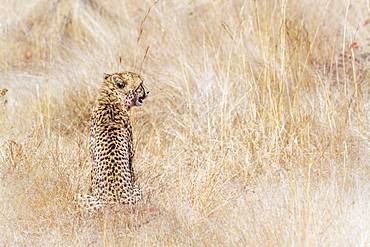 Cheetah (Acinonyx jubatus), Kruger National park, South Africa