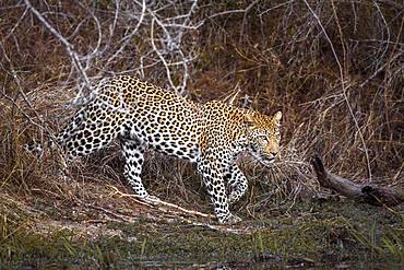 Leopard (Panthera pardus), Kruger National park, South Africa