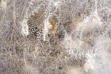 Leopard (Panthera pardus), Kruger National park, South Africa