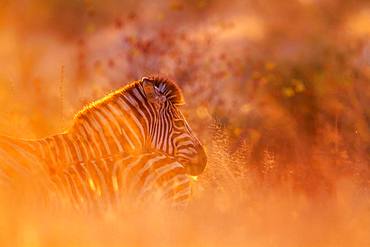 Plains zebra (Equus quagga burchellii) in Kruger National park, South Africa