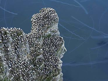 Northern Gannets fly around the colony off the coast of Flamborough, UK.