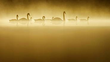 Four Swans are accompanied by four Canada Geese in the early morning sun.