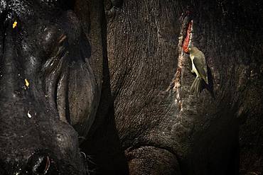 A Red-billed Oxpecker (Buphagus erythrorhynchus) takes advantage of a free meal from a wounded Hippo (Hippopotamus amphibius) in the Maasai Mara, Kenya.