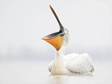 A young Dalmatian Pelican (Pelecanus crispus) yawns in the fog in Greece.