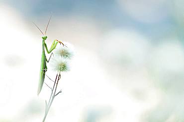 Praying mantis (Mantis religiosa) on flowers