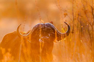 African buffalo (Syncerus caffer) in Kruger National park, South Africa