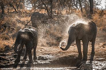 African bush elephant (Loxodonta africana) in Kruger National park, South Africa