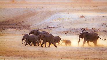 African bush elephant (Loxodonta africana) in Kruger National park, South Africa