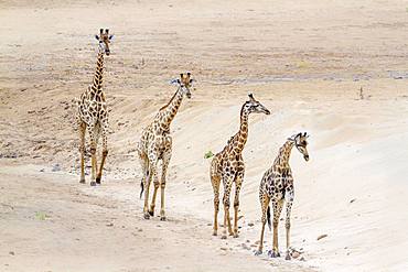 Giraffe (Giraffa camelopardalis) in Kruger National park, South Africa