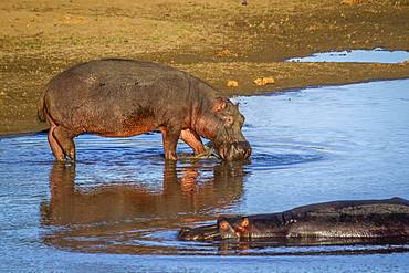 Hippopotamus (Hippopotamus amphibius) in Kruger National park, South Africa