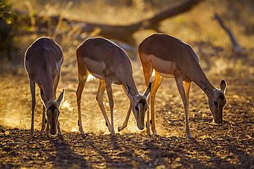 Common Impala (Aepyceros melampus) grazing, Kruger National park, South Africa