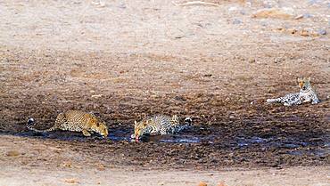 Leopard (Panthera pardus) in Kruger National park, South Africa