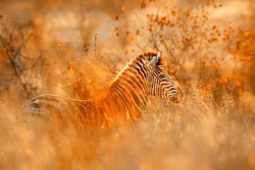 Plains zebra (Equus quagga burchellii) in Kruger National park, South Africa