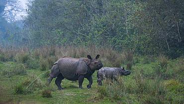 One-horned Asian rhinoceros (Rhinoceros unicornis) and young, Chitwan National Park, Inner Terai lowlands, Nepal, Asia, Unesco World Heritage Site