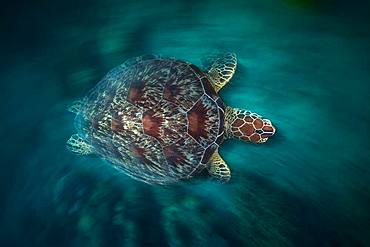 Green turtle (Chelonia mydas) swimming in the lagoon, Mayotte