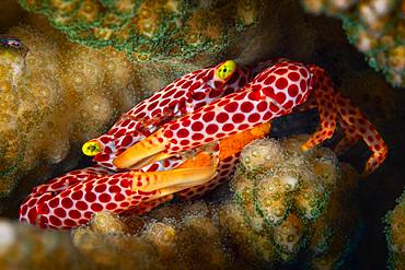 Red-Spotted Guard Crab (Trapezia tigrina) female with eggs, sheltered in a branchy coral, Mayotte