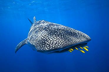 King Trevally (Gnathanodon speciosus) Opening the way to the Whale Shark (Rhincodon typus) in Nosy Be, Madagascar